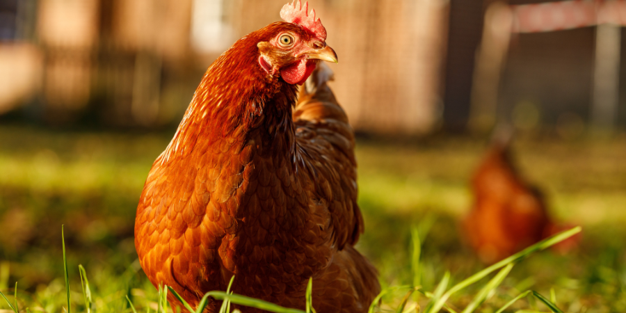 لیست قیمت روز مرغ محلی تخمگذار - سپید طیور